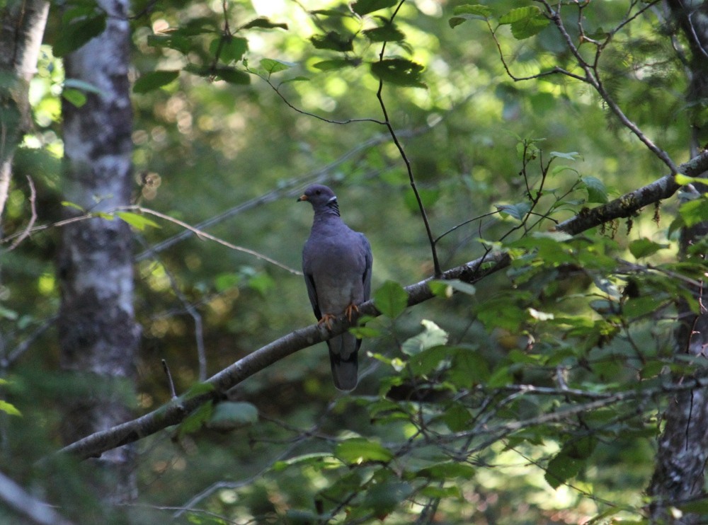 Band-tailed Pigeon - dawn  villaescusa