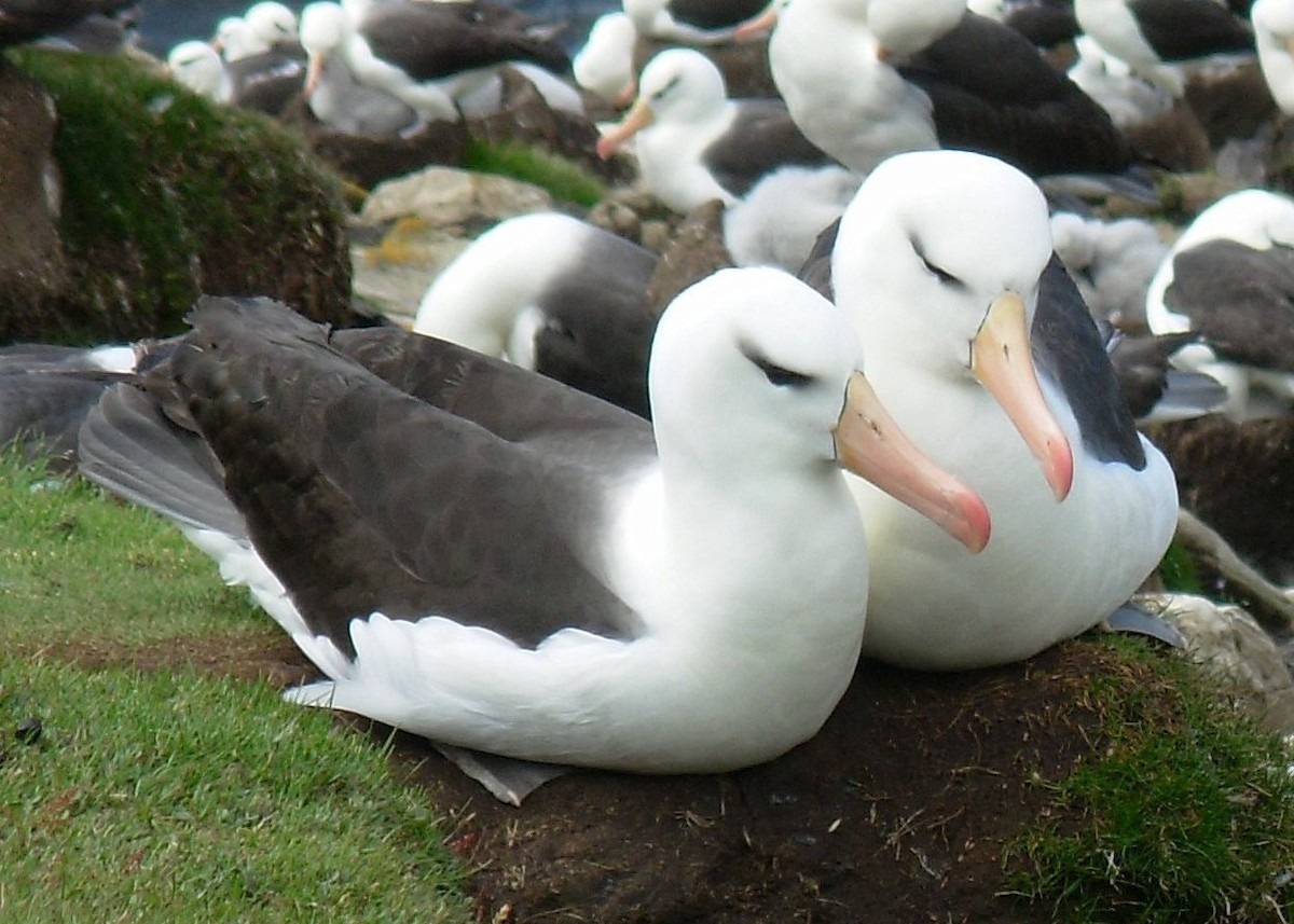 Black-browed Albatross - Burke Korol