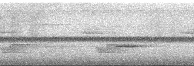 White-streaked Antvireo (White-streaked) - ML89244