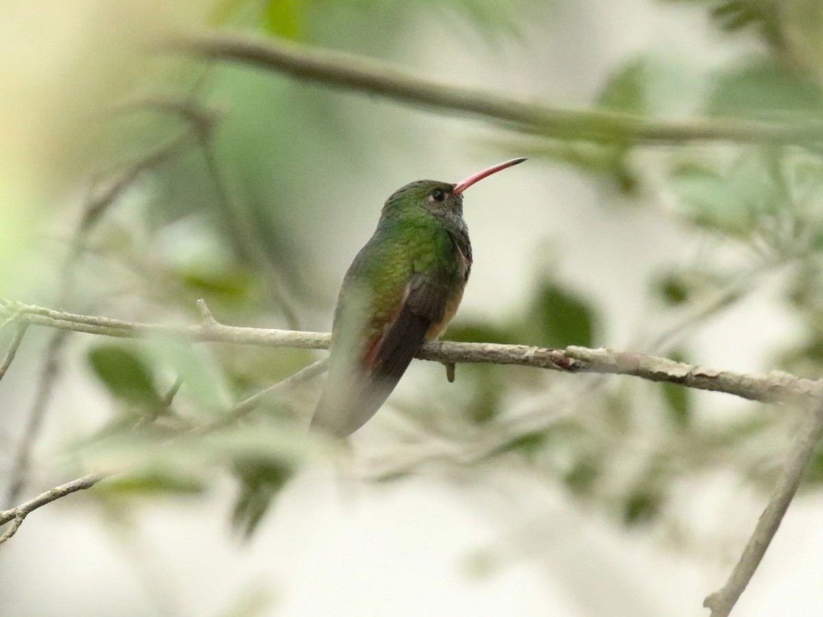 Buff-bellied Hummingbird (Northern) - Paul Jacyk 🦉