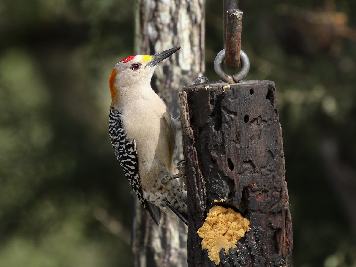 Golden-fronted Woodpecker (Northern) - Paul Jacyk