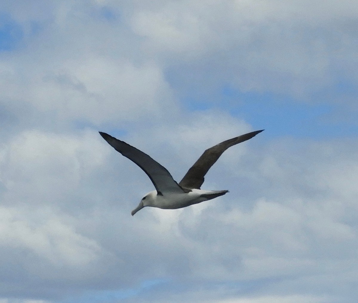 White-capped Albatross - Frank Antram