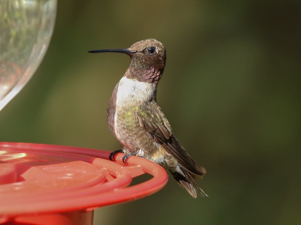 Black-chinned Hummingbird - ML89251701