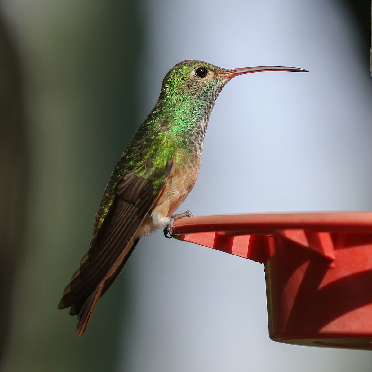 Buff-bellied Hummingbird (Northern) - Paul Jacyk 🦉