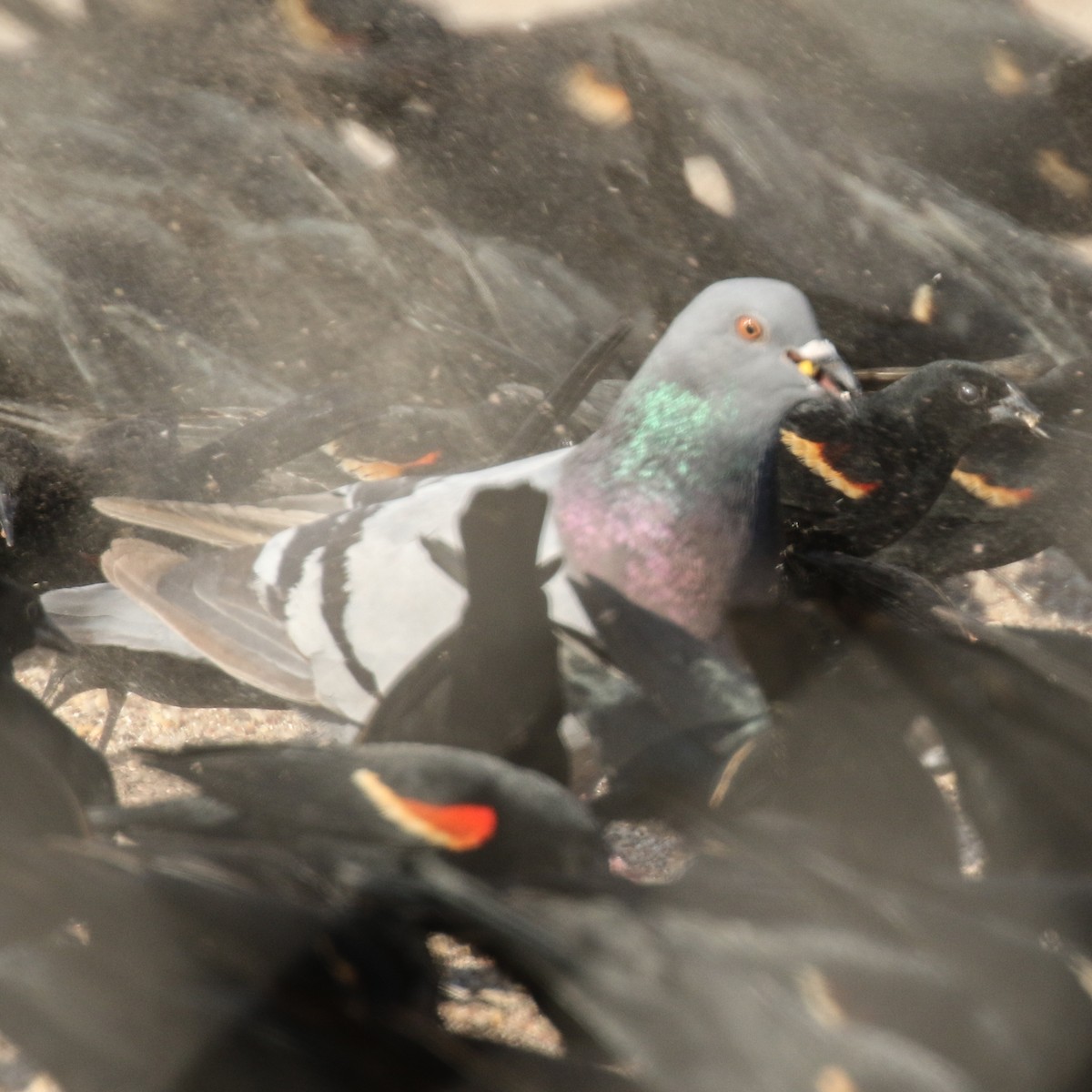 Rock Pigeon (Feral Pigeon) - ML89253171