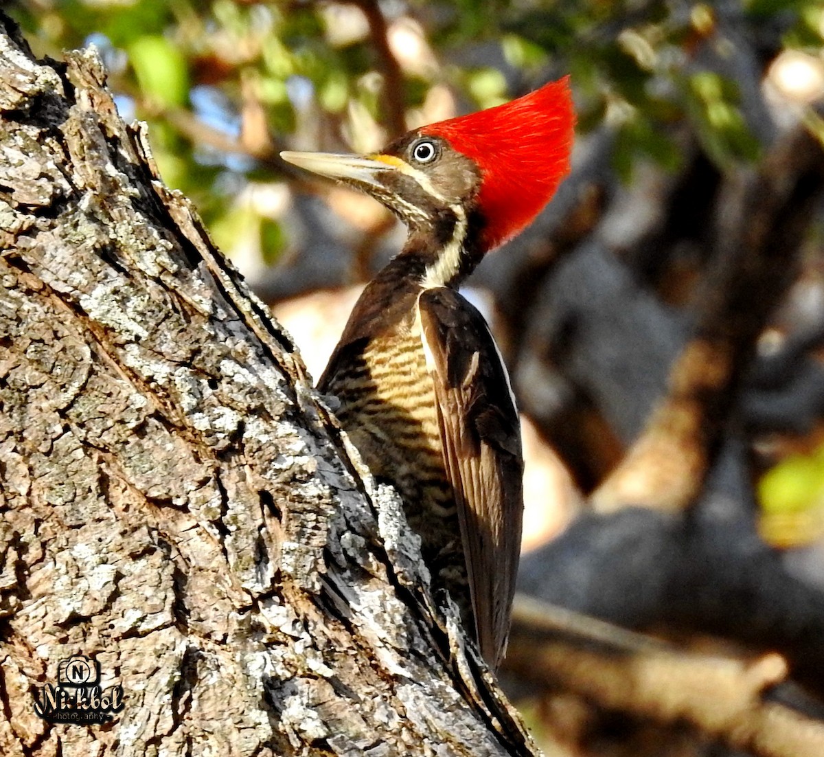 Lineated Woodpecker - Nick Bolanos