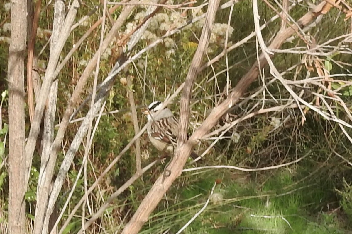 White-crowned Sparrow - HyeSook Leechor