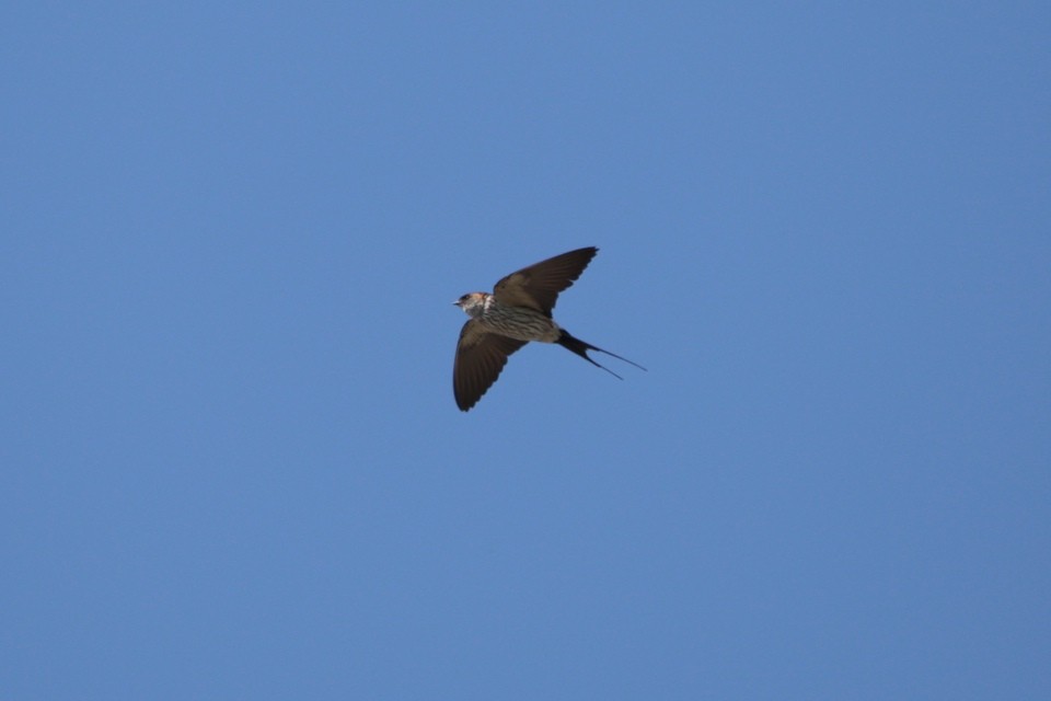 swallow sp. - Forrest Lin