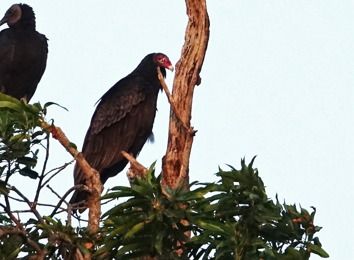 Turkey Vulture (Northern) - ML89257431
