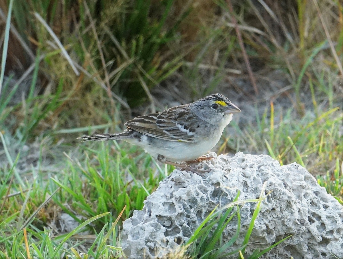 Grassland Sparrow - Ottavio Janni