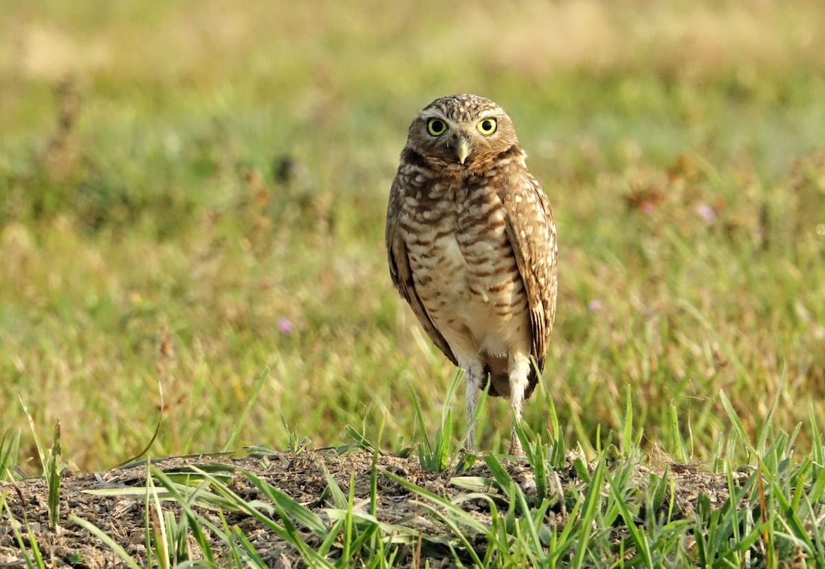 Burrowing Owl - Ottavio Janni