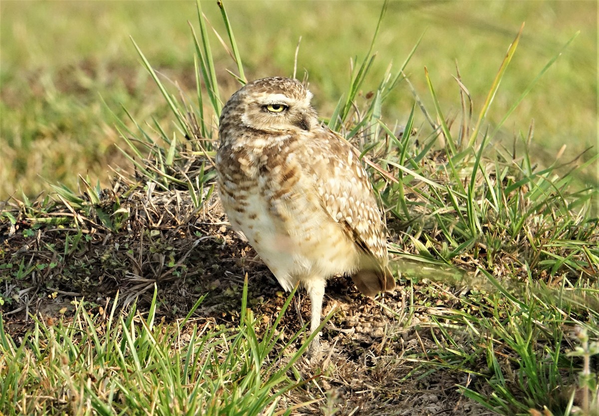 Burrowing Owl - ML89258071