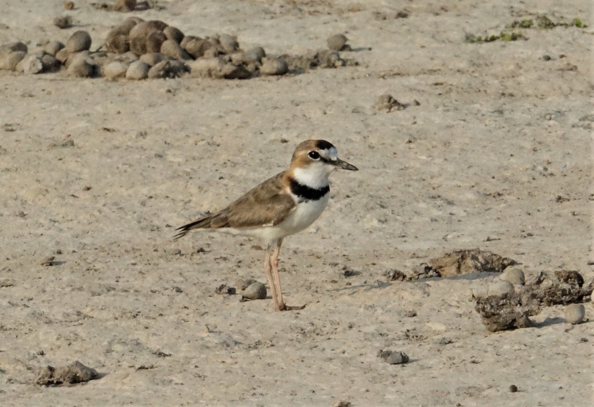 Collared Plover - ML89258111