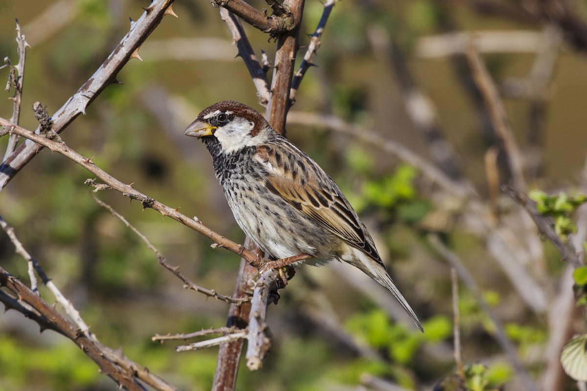 Spanish Sparrow - Panayotis Pantzartzidis