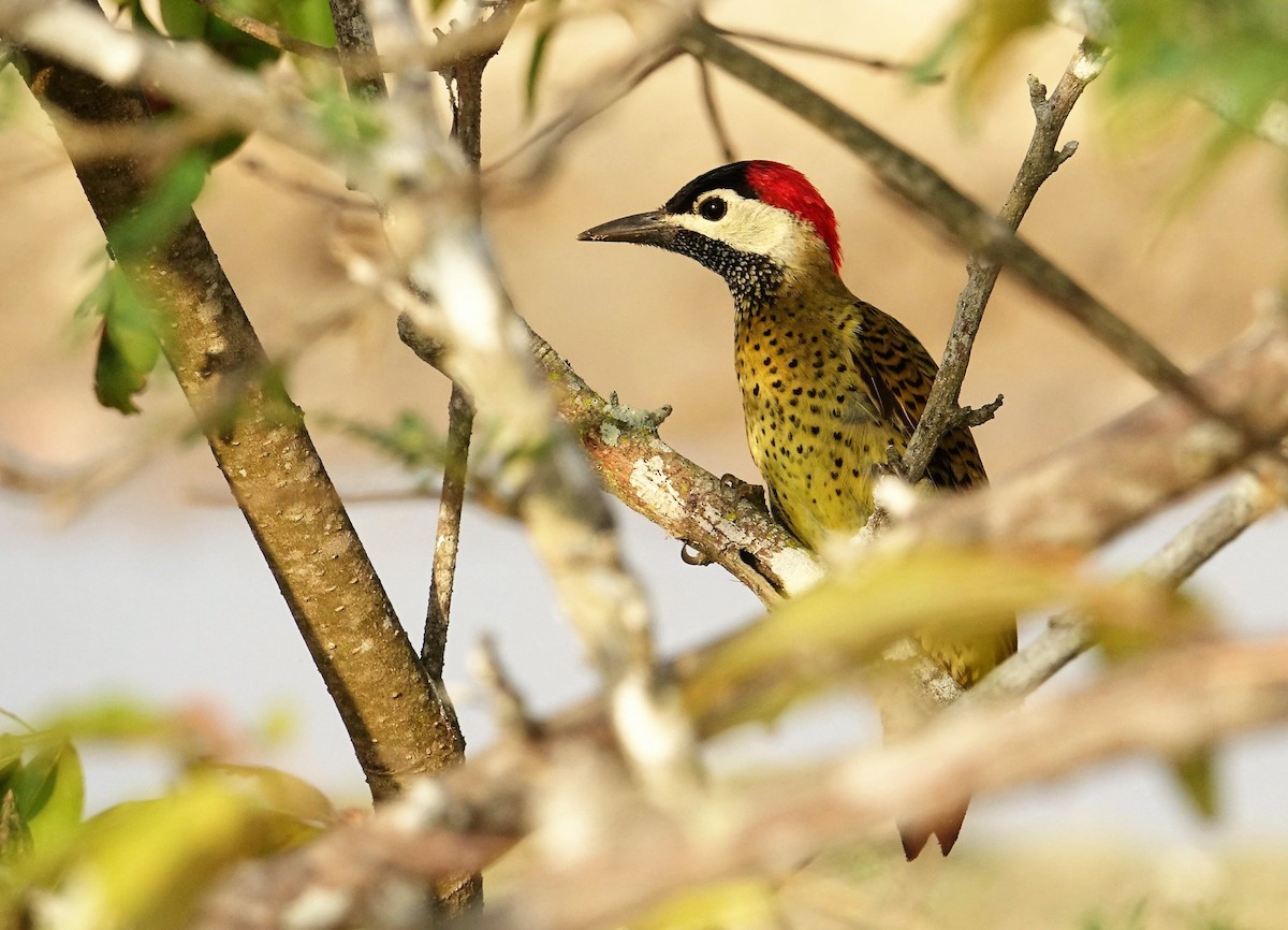 Spot-breasted Woodpecker - ML89258381