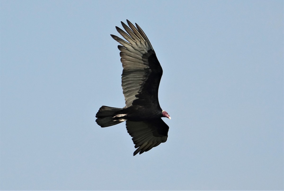 Turkey Vulture (Tropical) - ML89259541