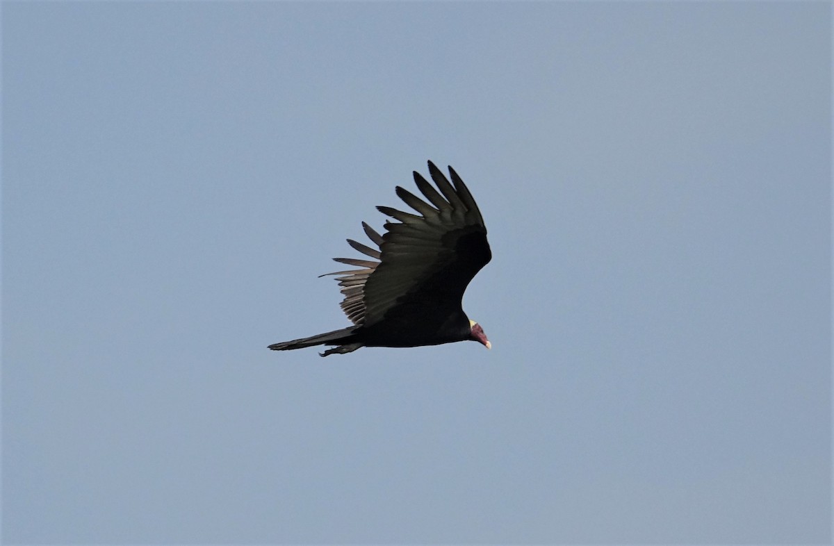 Turkey Vulture (Tropical) - ML89259561