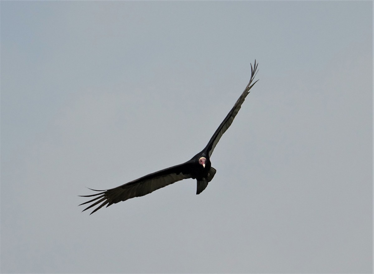 Turkey Vulture (Tropical) - ML89259601