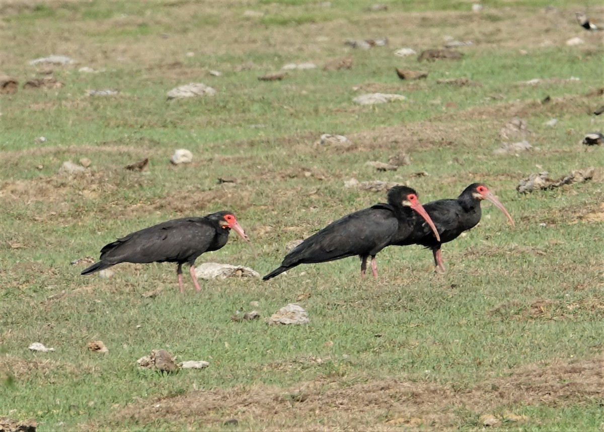ibis dlouhoocasý - ML89259741