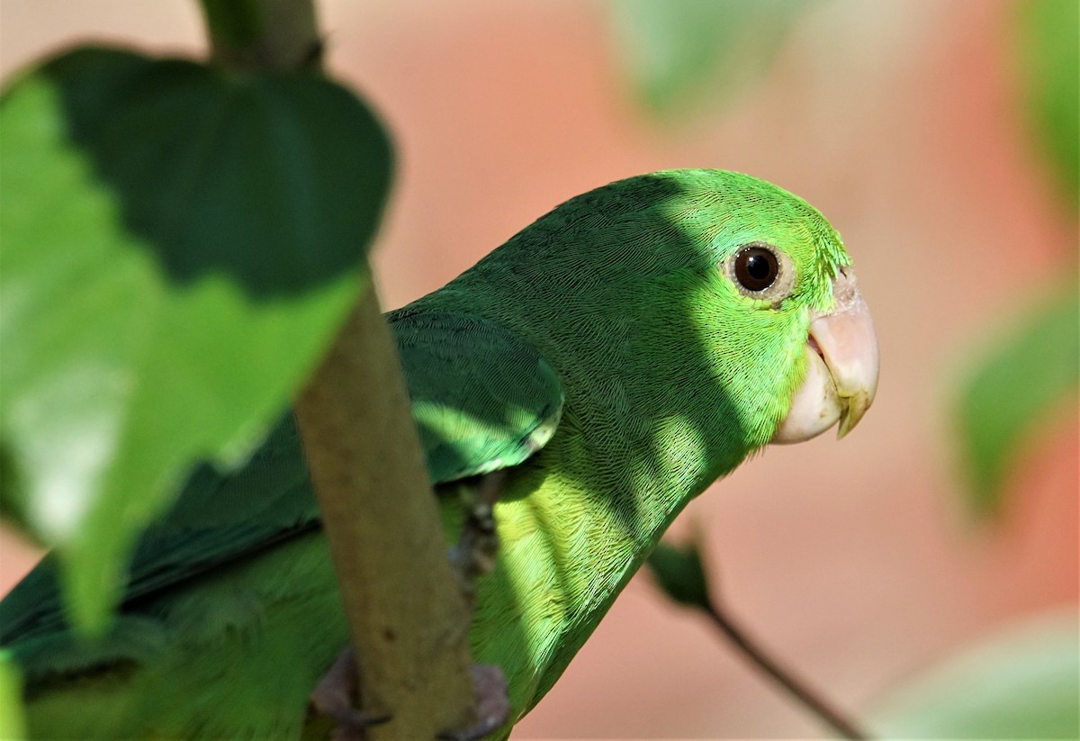 Spectacled Parrotlet - ML89259891