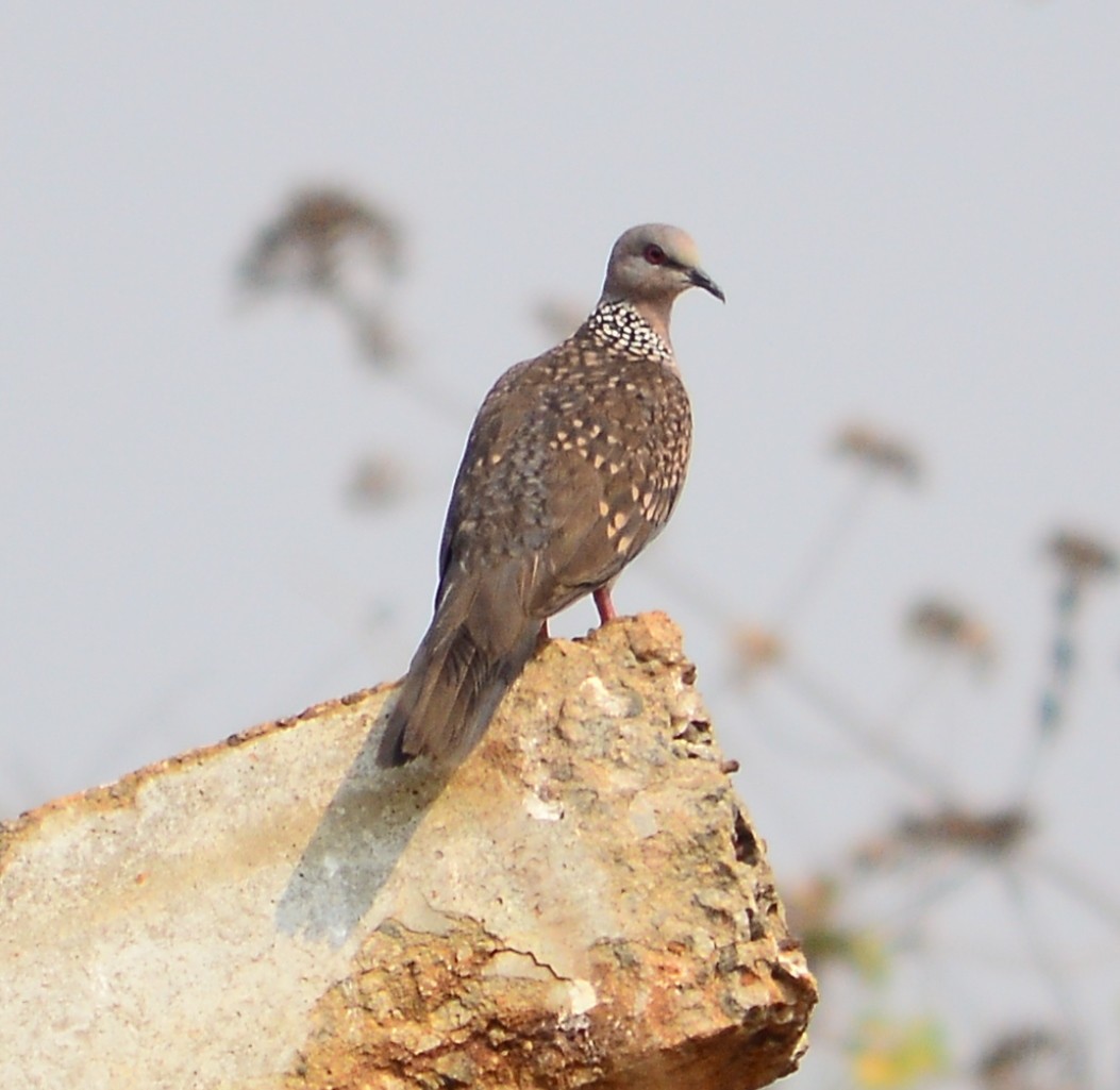 Spotted Dove - Janardhan Uppada