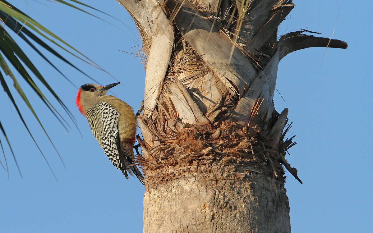 West Indian Woodpecker - ML89265761