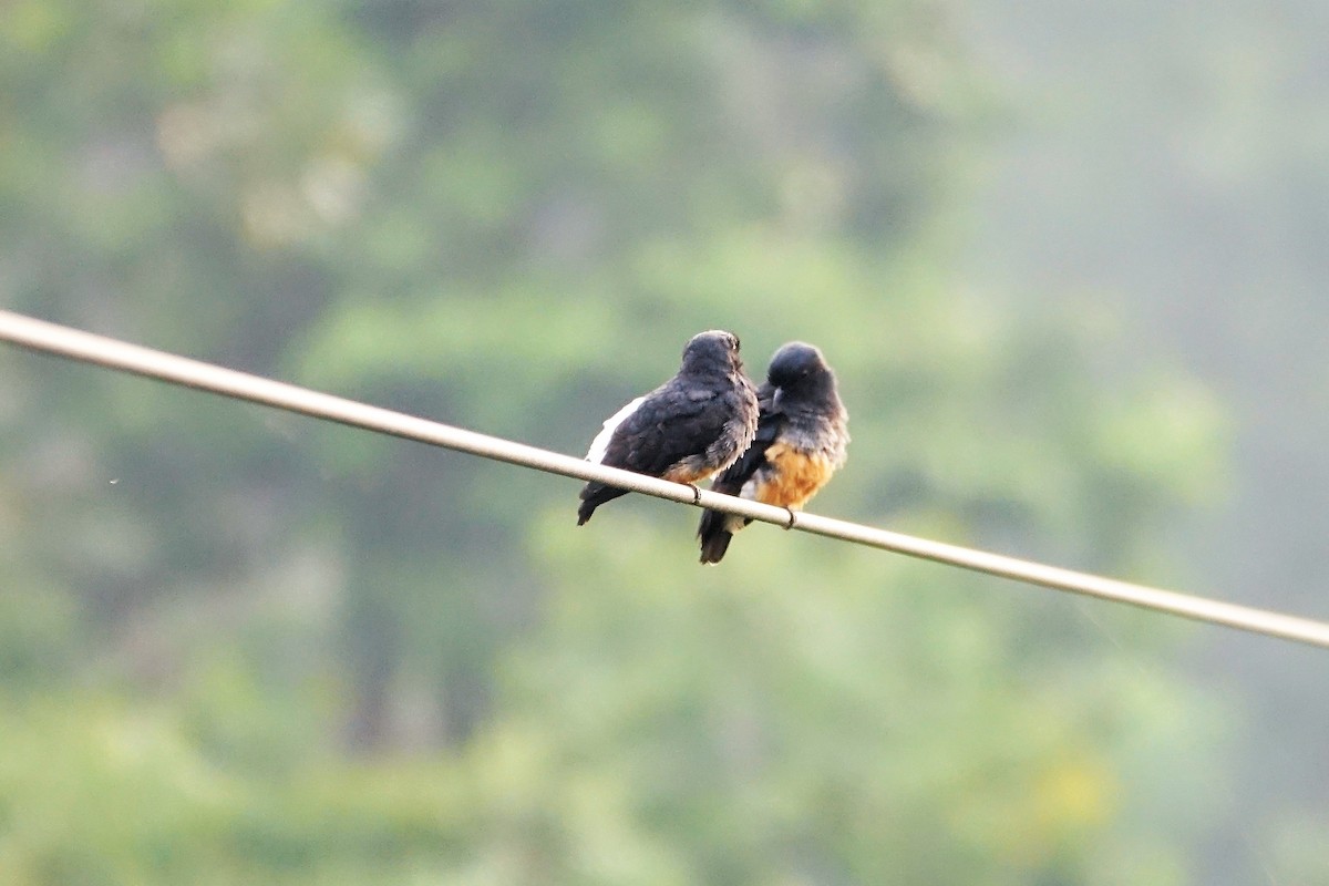 Swallow-winged Puffbird - ML89266781