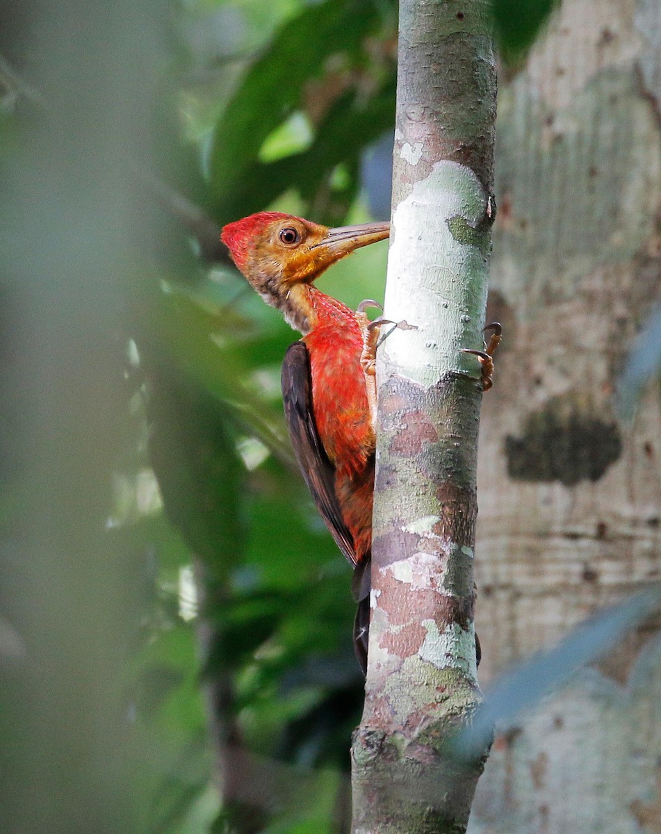 Orange-backed Woodpecker - ML89267131