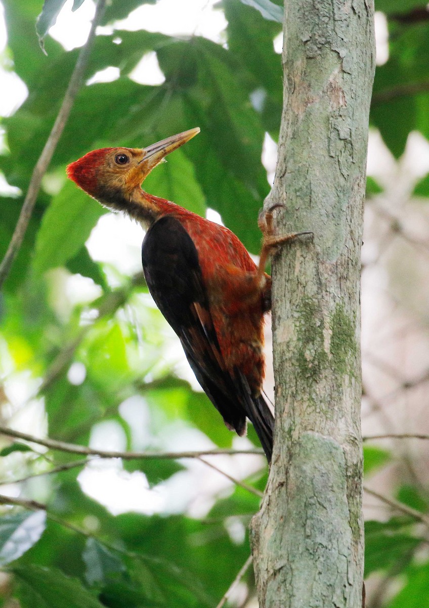 Orange-backed Woodpecker - Neoh Hor Kee