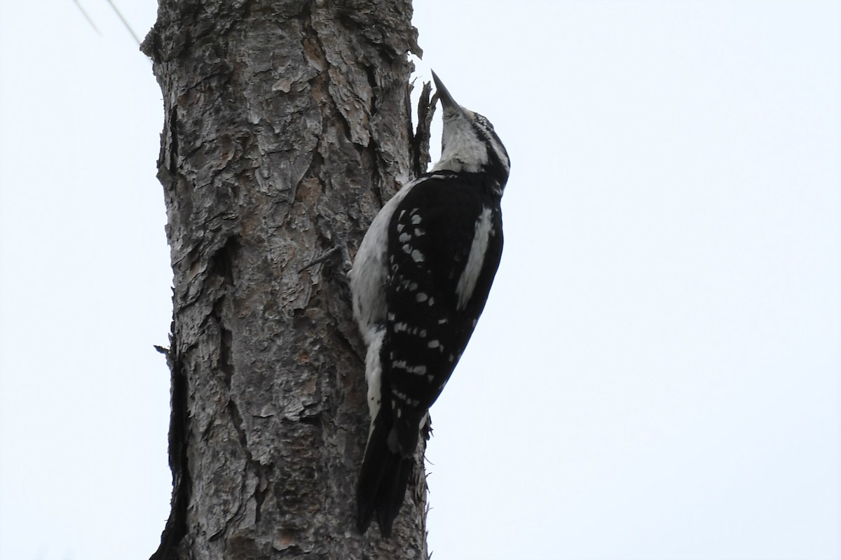 Hairy Woodpecker - ML89267881