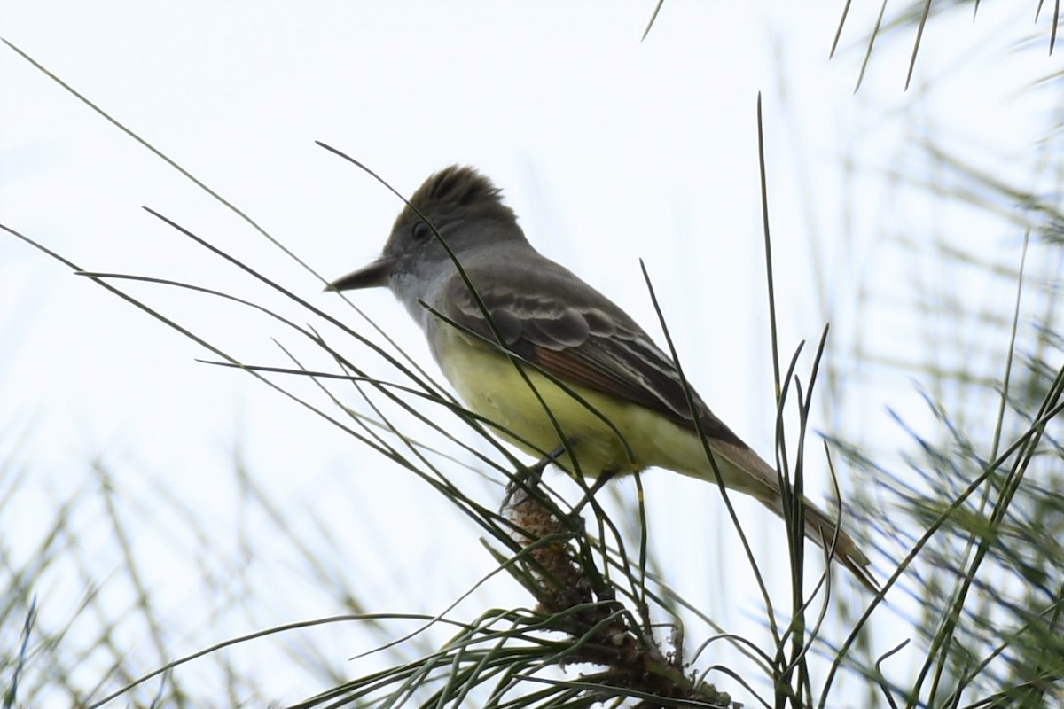 Great Crested Flycatcher - Jim Collins