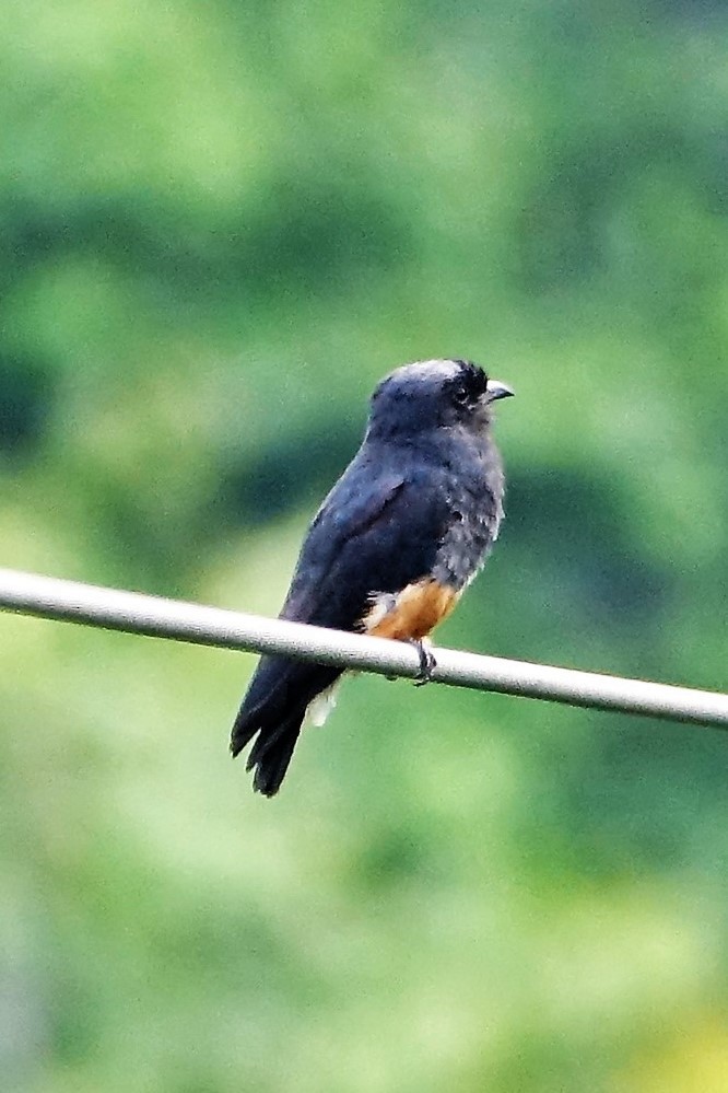 Swallow-winged Puffbird - ML89269811