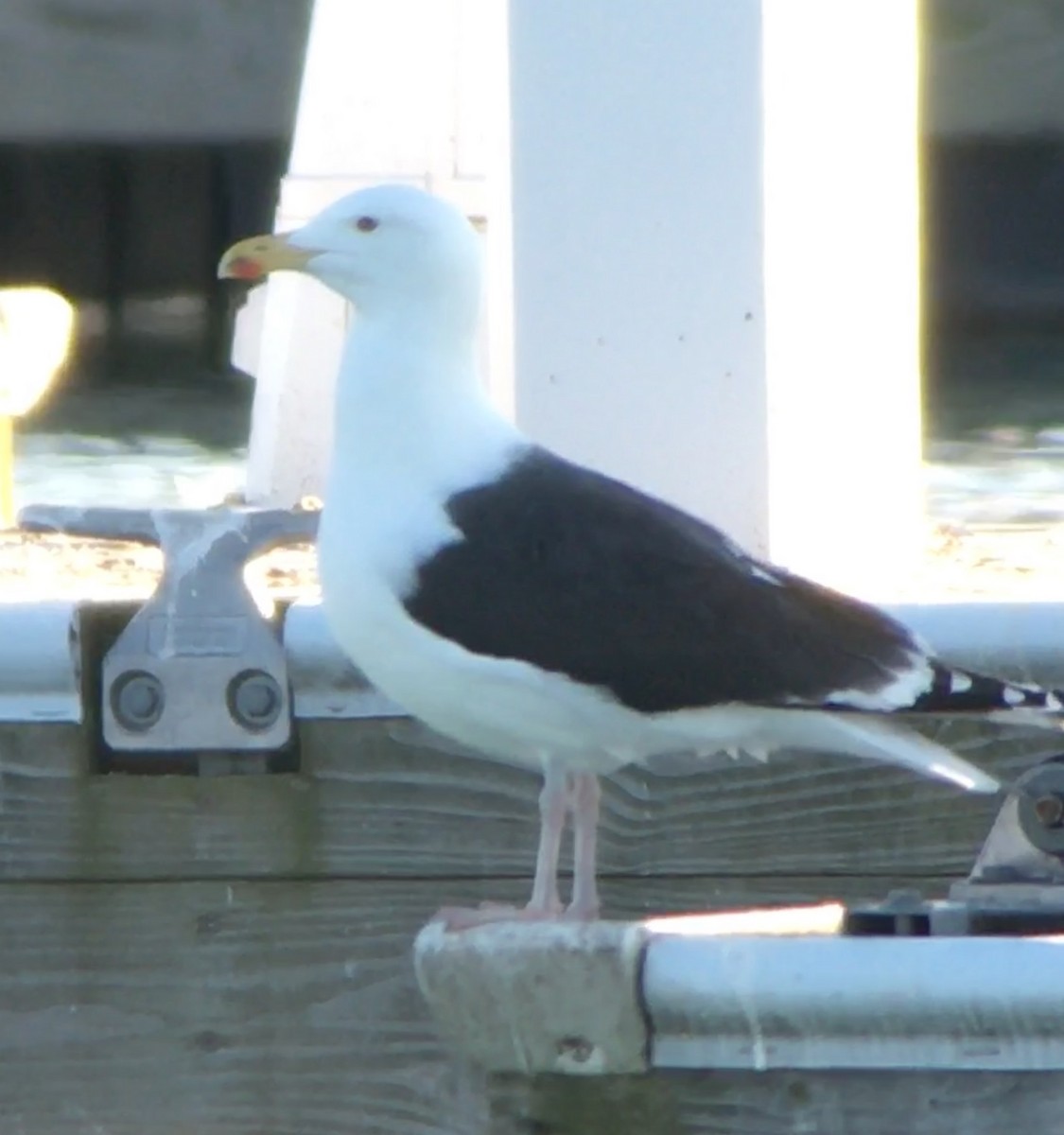 Great Black-backed Gull - Robert Mead