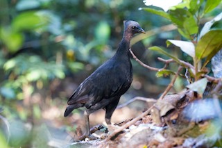  - Dusky Megapode (Dusky)