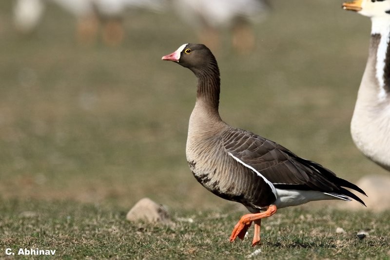 Lesser White-fronted Goose - C. Abhinav