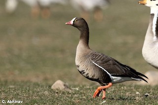 Lesser White-fronted Goose, ML89274291