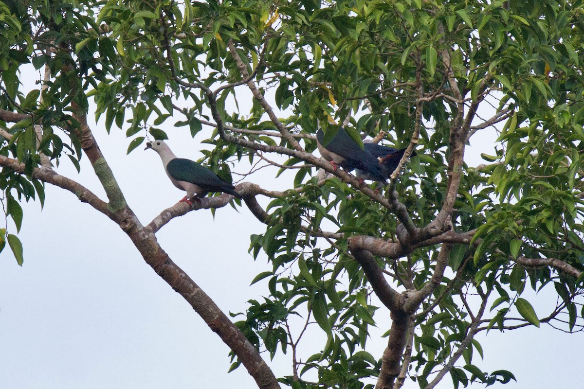 Spice Imperial-Pigeon - ML89274711