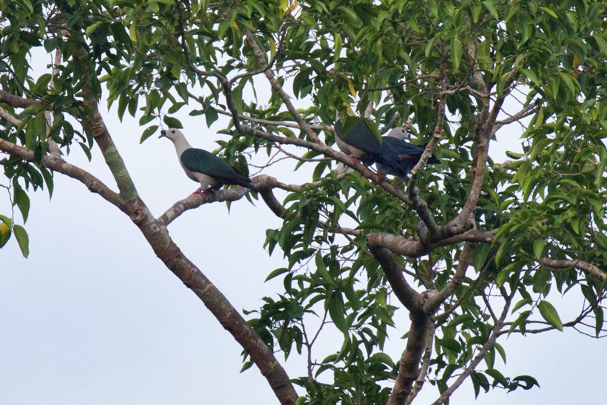 Spice Imperial-Pigeon - ML89274731