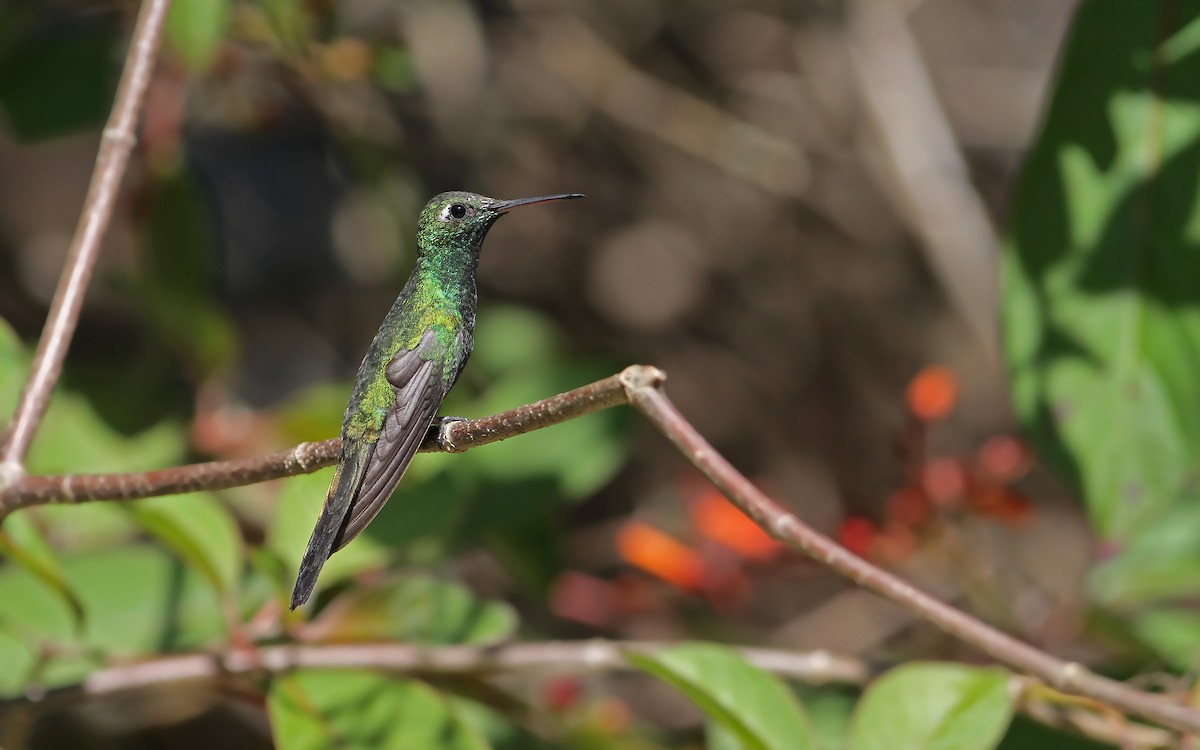 kolibřík kubánský - ML89275341