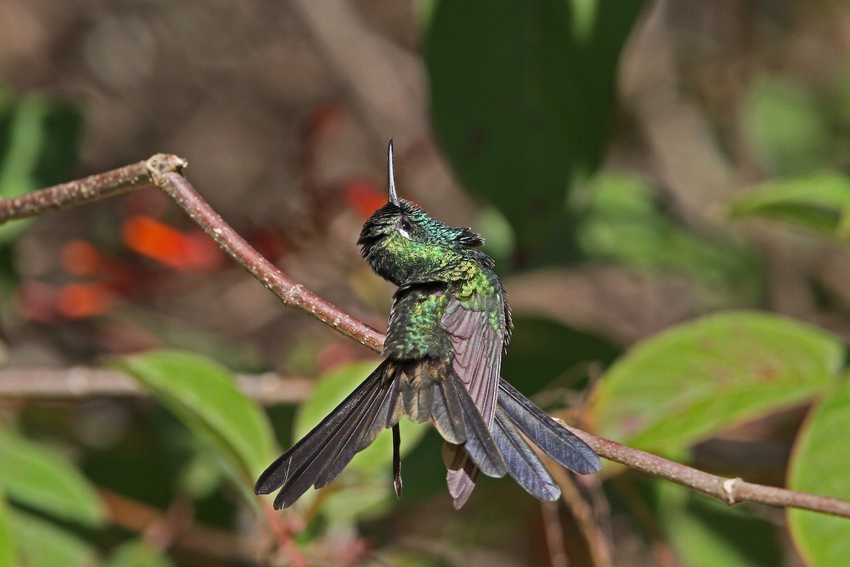 kolibřík kubánský - ML89275441