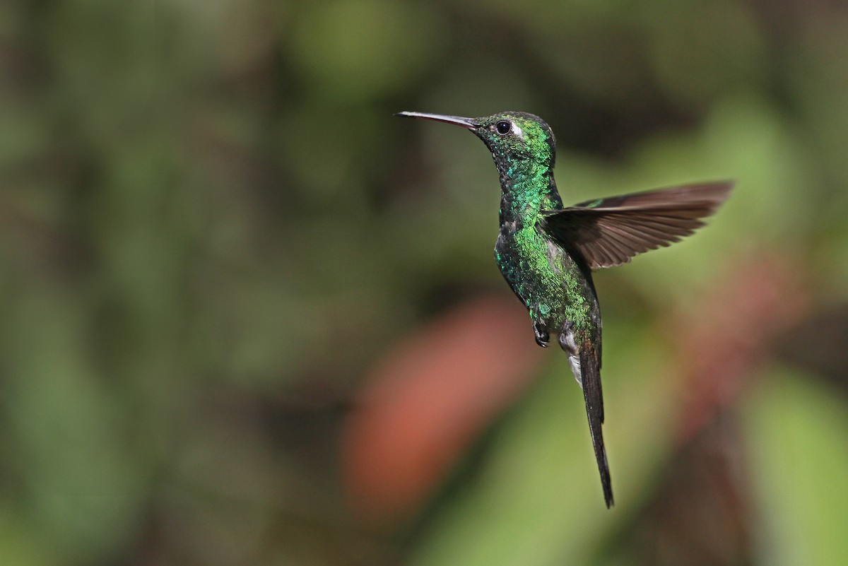 kolibřík kubánský - ML89275481