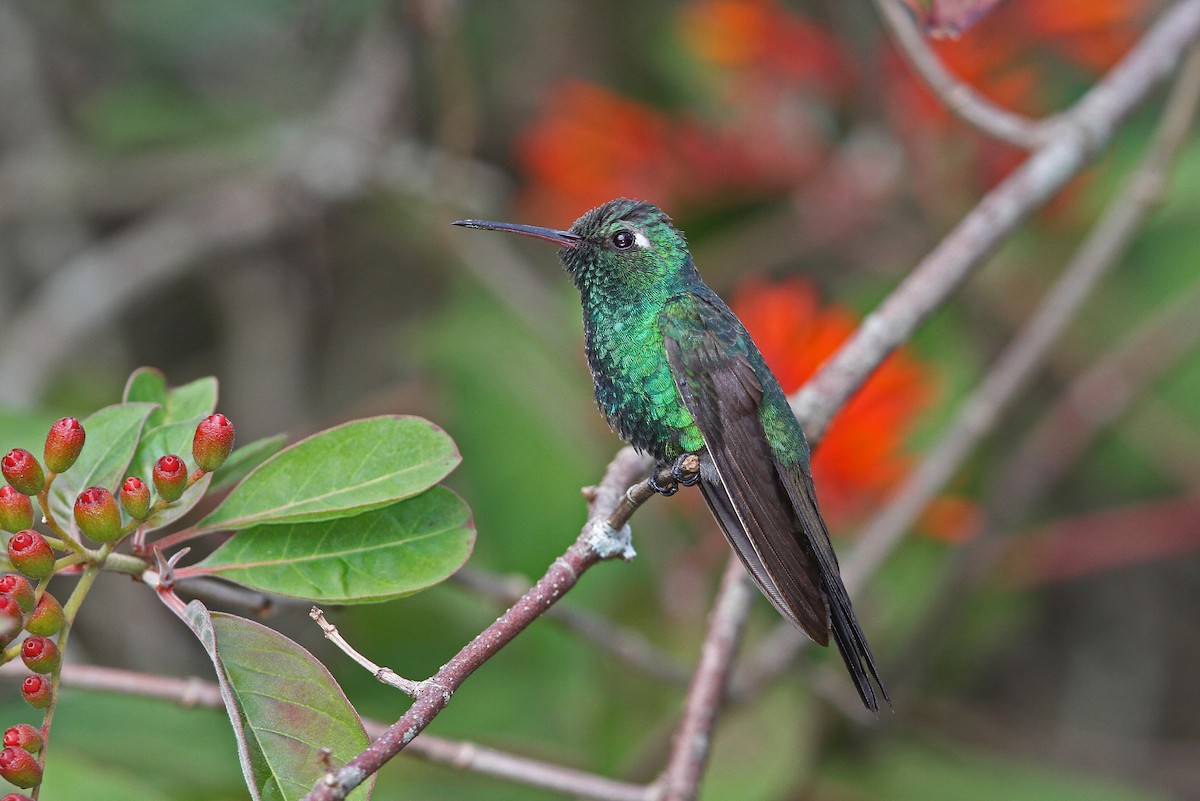 kolibřík kubánský - ML89275991