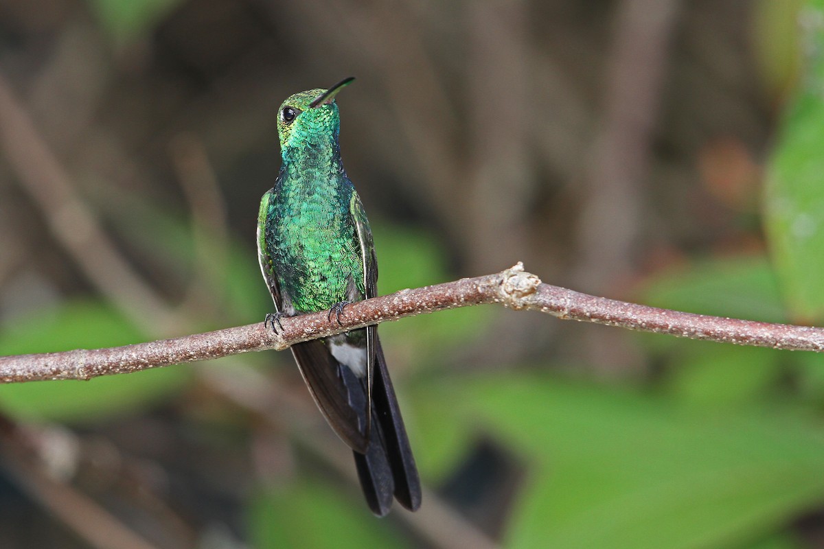 kolibřík kubánský - ML89276001