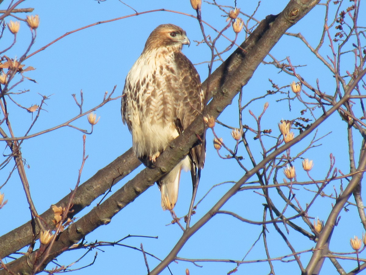 Red-tailed Hawk - ML89276651