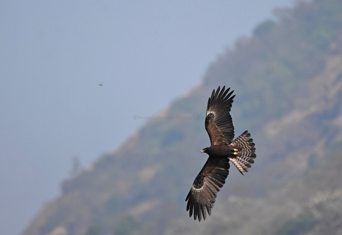 Black Eagle - Rajesh Radhakrishnan