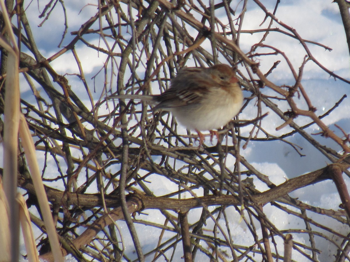 Field Sparrow - ML89277511
