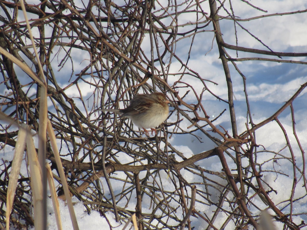 Field Sparrow - ML89277521