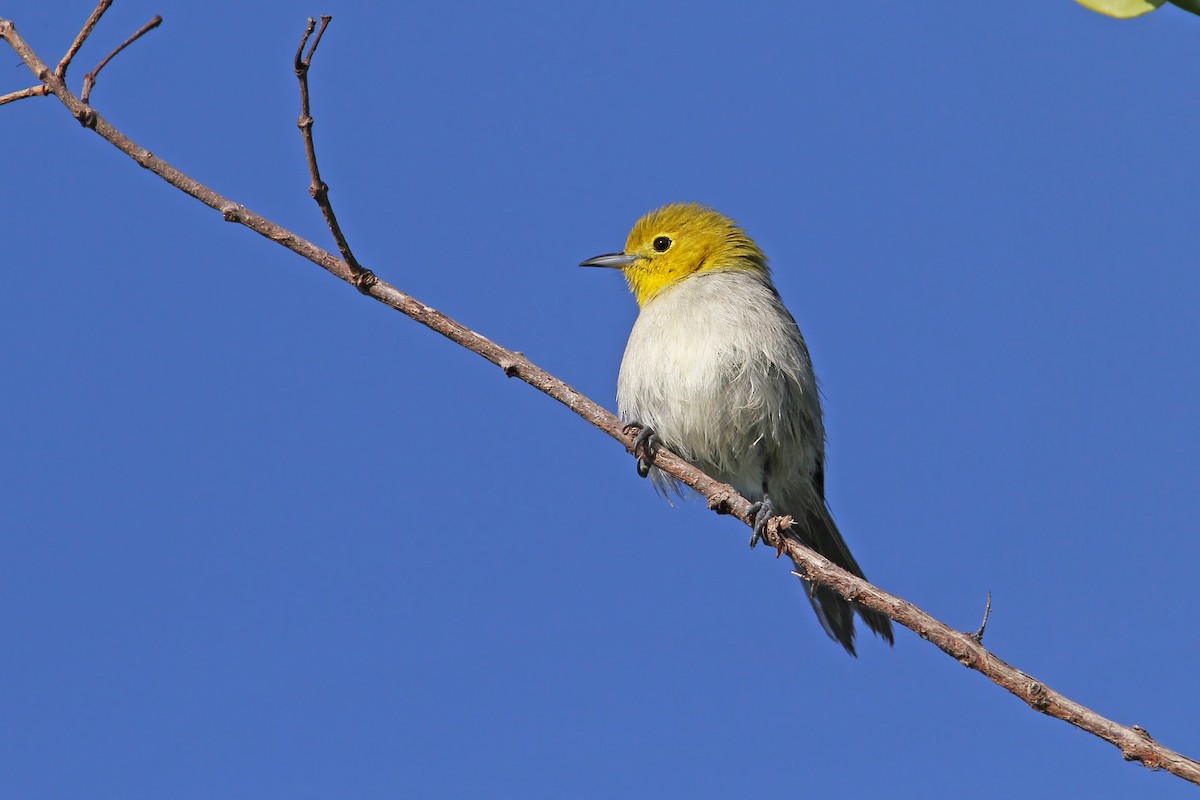 Yellow-headed Warbler - Christoph Moning