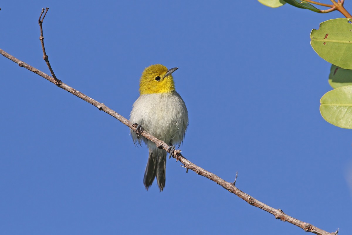 Yellow-headed Warbler - Christoph Moning