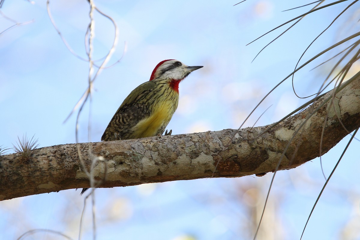 Cuban Green Woodpecker - ML89278011